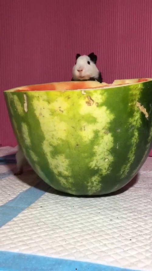 吊瓜吃货视频全集,一场味蕾与视觉的盛宴