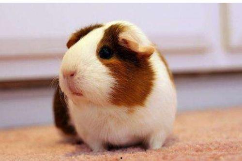 荷兰猪吃洋瓜好吗视频教程,营养美味两不误